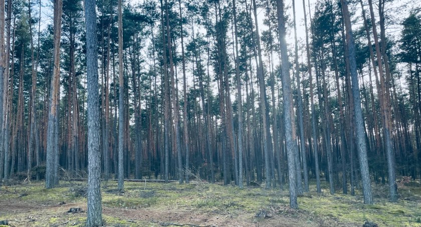 Sprzątanie po zimie w Nadleśnictwie Wyszków/Zdjęcie: Las nad Bugiem; Agnieszka Jaros wyszkowiak24