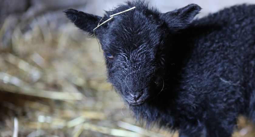 Baranek przyszedł na świat w Wielkanocny Poniedziałek/zdjęcie: Fb Skansen im. M. Żywirskiej w Brańszczyku