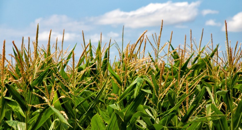 Kierowca chce zapłacić za nieumyślne szkody na polu/zdjęcie: pixabay.com