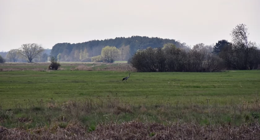 Bagno Pulwy - rozległy obszar łąk, pastwisk, mokradeł i bagien między Puszczą Białą a Narwią. / Zdjęcie: Powiat Wyszkowski 