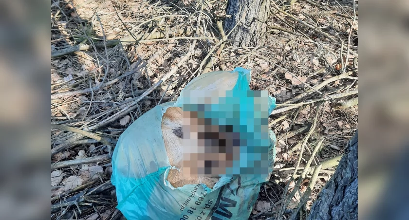 Zwierzęta były zapakowane w worek na śmieci. / Zdjęcie: TOZ w Wyszkowie