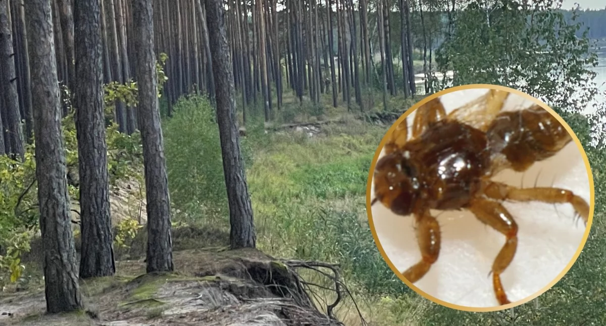 Strzyżaki żerują głównie na zwierzętach takich jak jelenie, łosie czy sarny, jednak zdarza się, że atakują także ludzi. Owad zaczyna swoją aktywność w czerwcu i - w zależności od warunków pogodowych - może występować aż do jesiennych chłodów. / Zdjęcie: arch. wdi24.pl / wiki commons