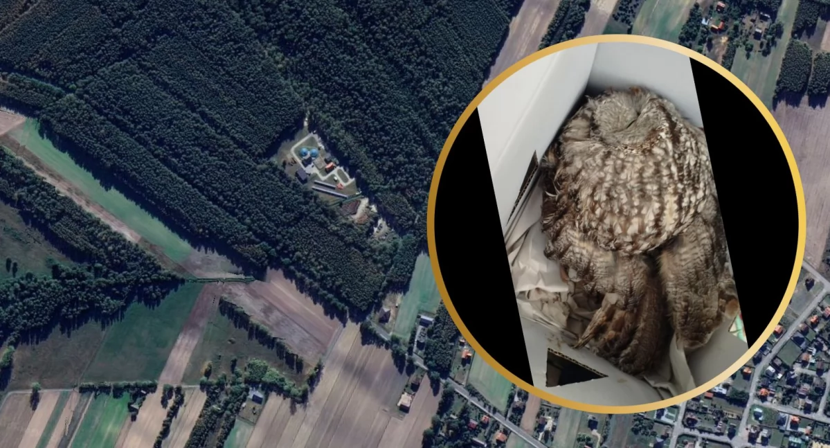 Jedną ranną sowę udało się zabezpieczyć. / Zdjęcie: Google Earth / Urząd Gminy Rząśnik 