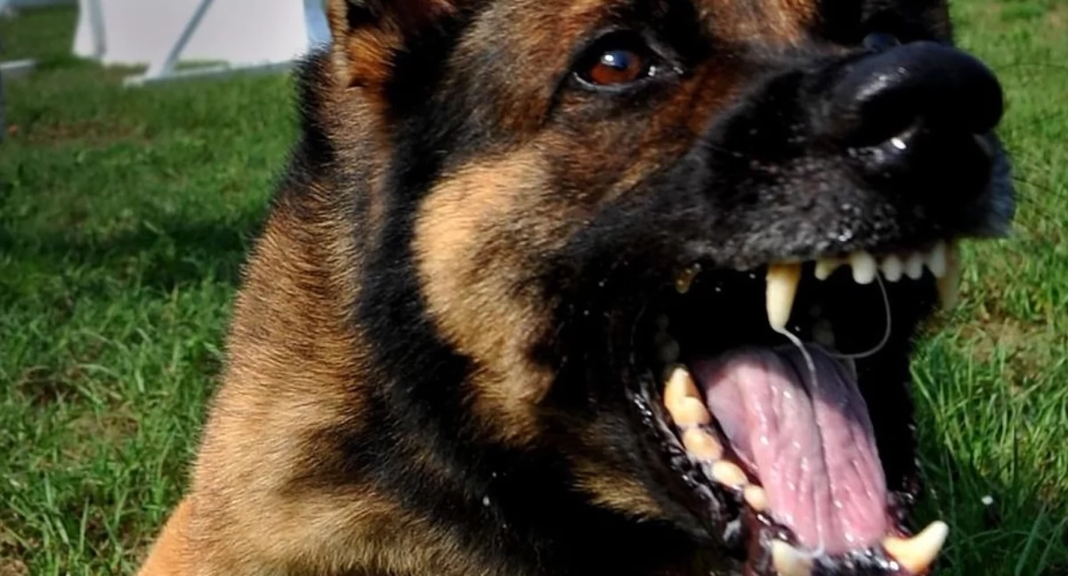 Trzy psy zaatakowały kobietę. Policja interweniowała dwa razy jednego dnia