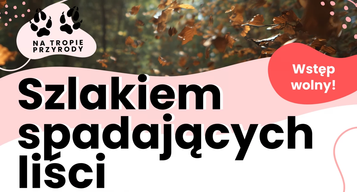 Odkryj jesienne sekrety lasu w Basinowie – wspólny spacer z Aktywnym Zabrodziem