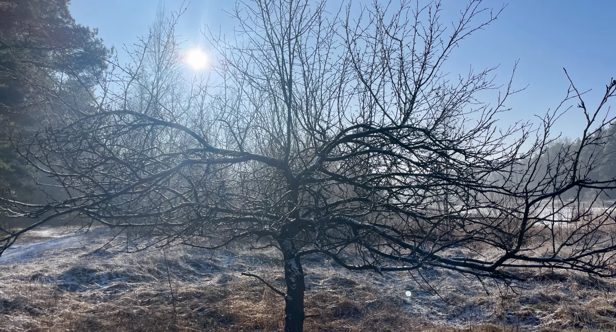 Od świąt temperatura zacznie wyraźnie spadać. Synoptycy przewidują, że na wschodzie, południu i w centrum kraju przez całą dobę utrzyma się mróz. / Zdjęcie: wdi24.pl 