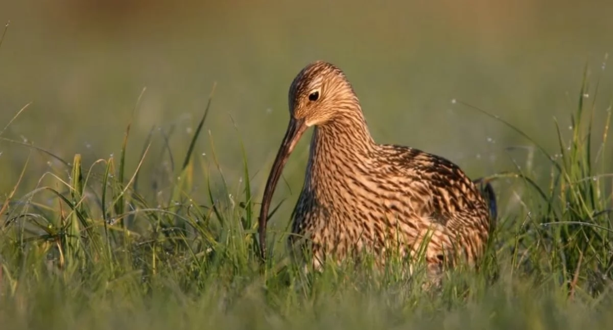 Zdjęcie: Instagram/ptop_dla_ptakow