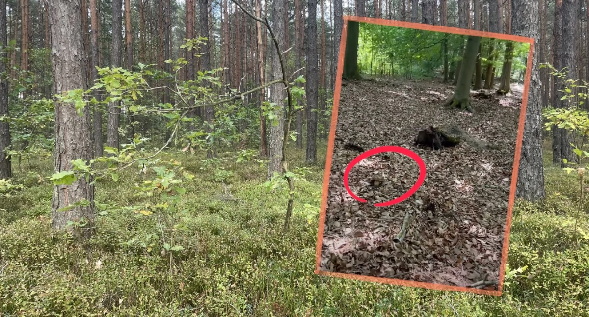 Zdjęcie: arch. wdi24 / kadr z wideo Facebook/Grzybiarzwlesie 