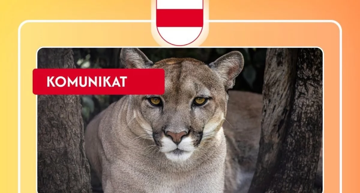 Wczoraj Stawinoga, dziś Wyszków. Czy to ta sama puma?