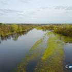 Narew