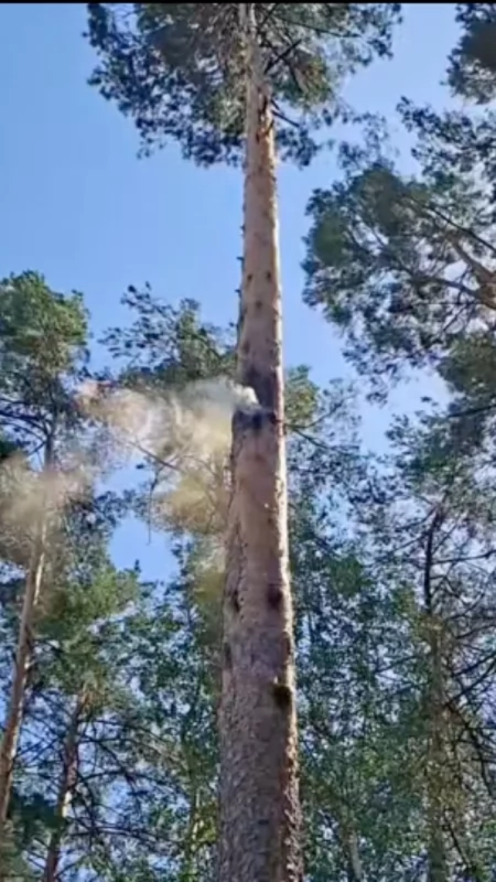 Leśnicy pokazali wideo. Tak natura potrafi zaskoczyć