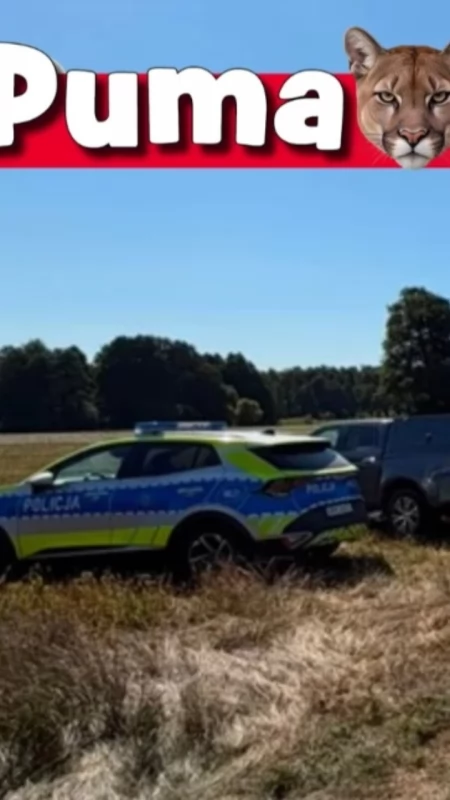 Puma pod Pułtuskiem? Służby szukają, leśnicy komentują 