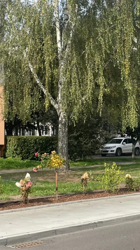 Koniec sporu o skwerek przy 1 Maja? Rośliny przesadzono. Zrealizowano pomysł burmistrza [FOTO]