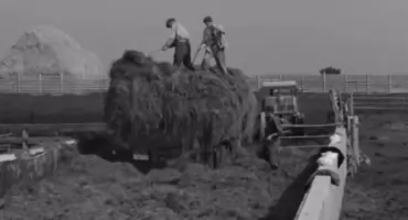 Rząśnicki PGR w 1965 roku. Filmowa perełka od stowarzyszenia