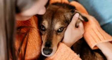 Psia miłość: co sprawia, że nasi pupile są dla nas tak ważni?