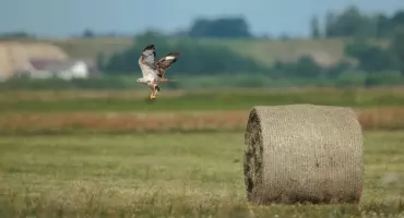 Ornitologiczna sensacja na Pulwach. Pojawiły się rzadkie kurhanniki!