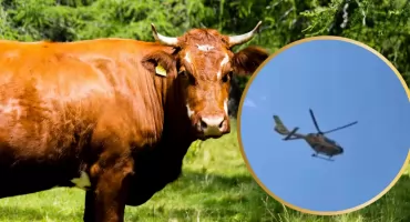 U sąsiadów: Byk zaatakował kobietę