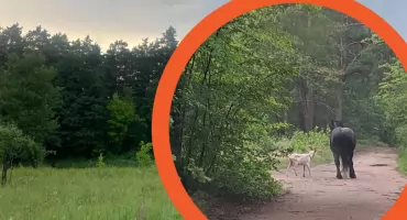 Leśna przygoda konia i kozy. Spacerowicze nie mogli uwierzyć 