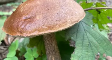 Które grzyby są najmniej robaczywe? Bywają takie szczególnie odporne 