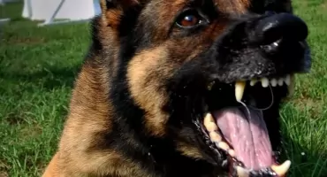 Trzy psy zaatakowały kobietę. Policja interweniowała dwa razy jednego dnia