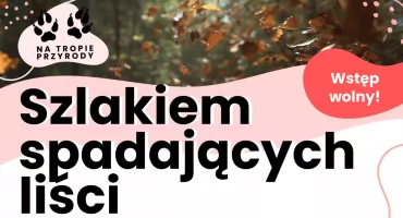 Odkryj jesienne sekrety lasu w Basinowie – wspólny spacer z Aktywnym Zabrodziem