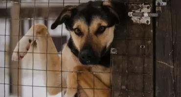 Dramatyczna sytuacja schronisk w Polsce. Pomóż setkom zwierząt przeżyć mrozy