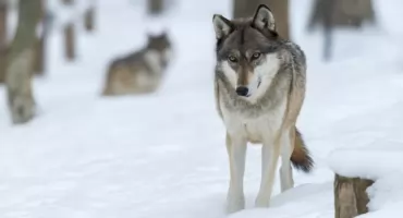 Wataha wilków w okolicach Wyszkowa. Sołectwo ostrzega mieszkańców 