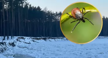 Czy siarczysty mróz zniszczy kleszcze? Ekspert mówi jasno 