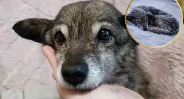 Zamarzała na chodniku. Dziś walczy o życie. Potrzebna pilna pomoc