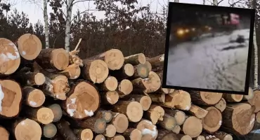 „Przyjechali, zabrali. I wszystko”. Zuchwała kradzież ściętych sosen 