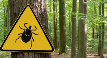 Kleszcze już aktywne. Lekarze ostrzegają: skutki mogą być poważne