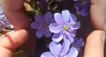 Stęsknieni za wiosną? Na Pulwach już jest!