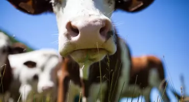 Nietypowa choroba w powiecie wyszkowskim. Trzy gminy w strefie zagrożenia
