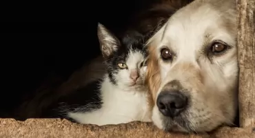 Blisko 50 tys. zł dla gmin z powiatu wyszkowskiego na pomoc zwierzętom