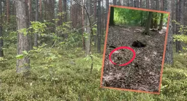 Pokazał, co znalazł w lesie: Ależ bydle! 