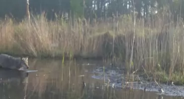 Redakcyjna fotopułapka przyłapała wilka!