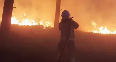Lasy jak zapałki
