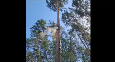 Leśnicy pokazali wideo. Tak natura potrafi zaskoczyć
