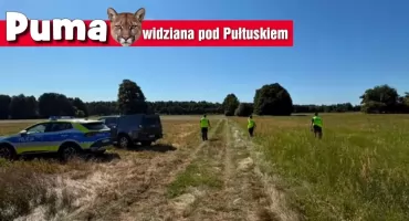 Puma pod Pułtuskiem? Służby szukają, leśnicy komentują 